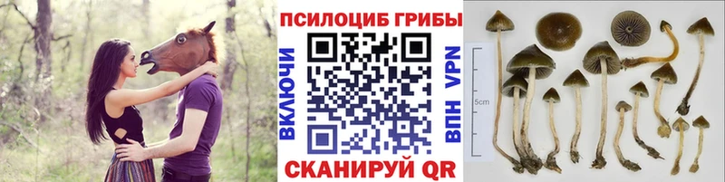 Галлюциногенные грибы MAGIC MUSHROOMS  маркетплейс официальный сайт  Кириллов 